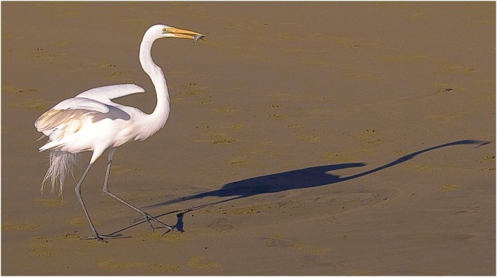 great-egret-mexico